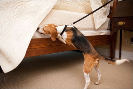 Bed bug sniffing store dogs