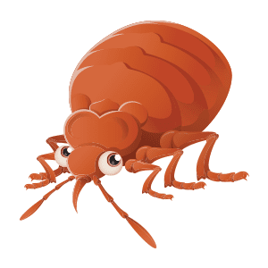 Bed Bug