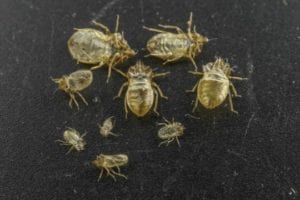 bedbugskin article