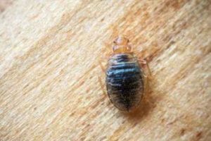 bed-bug-11-22-post